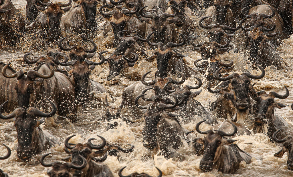 Wildebeest Migration - Esirai Camp (North)