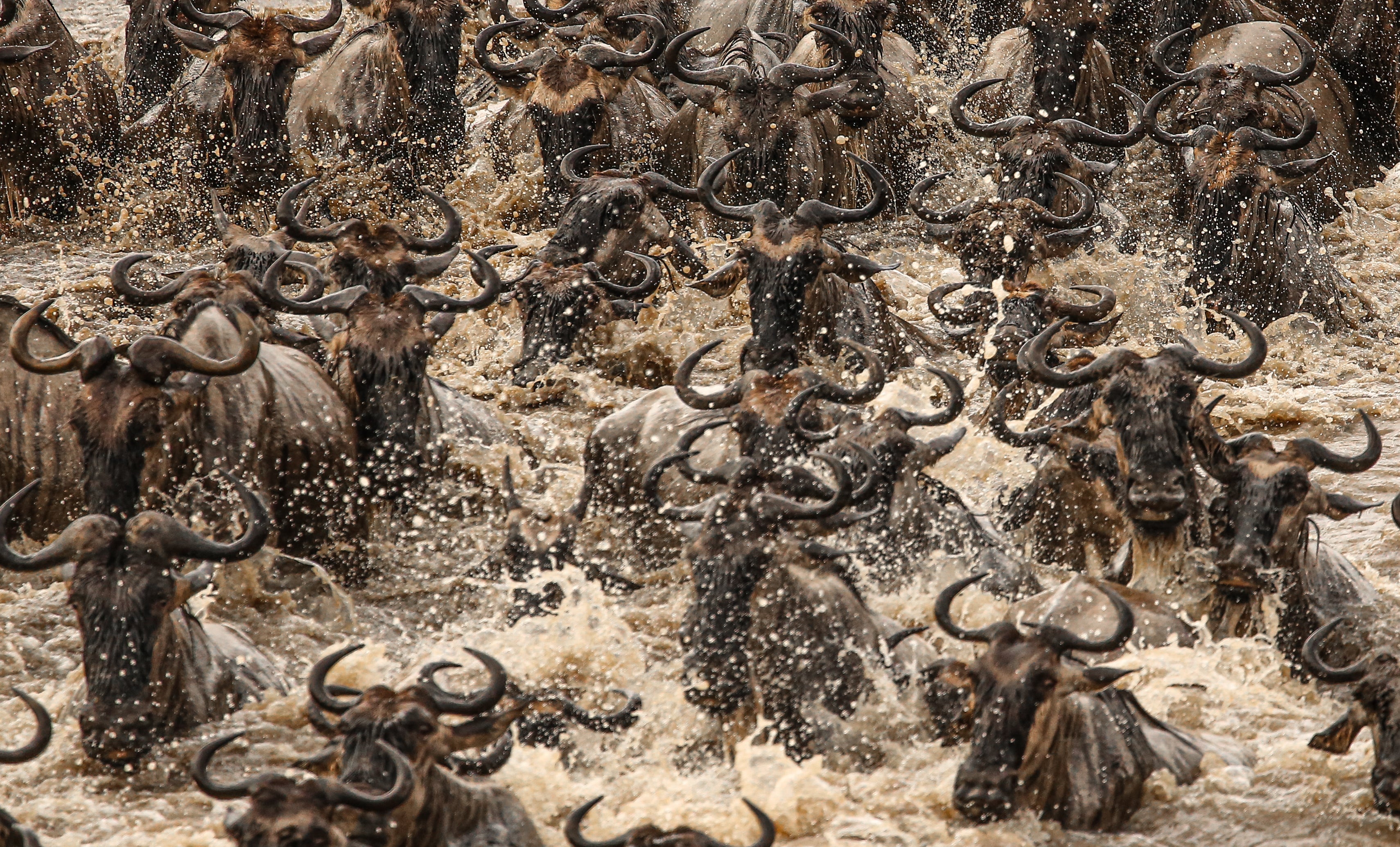 Wildebeest Migration - Esirai Camp (North)