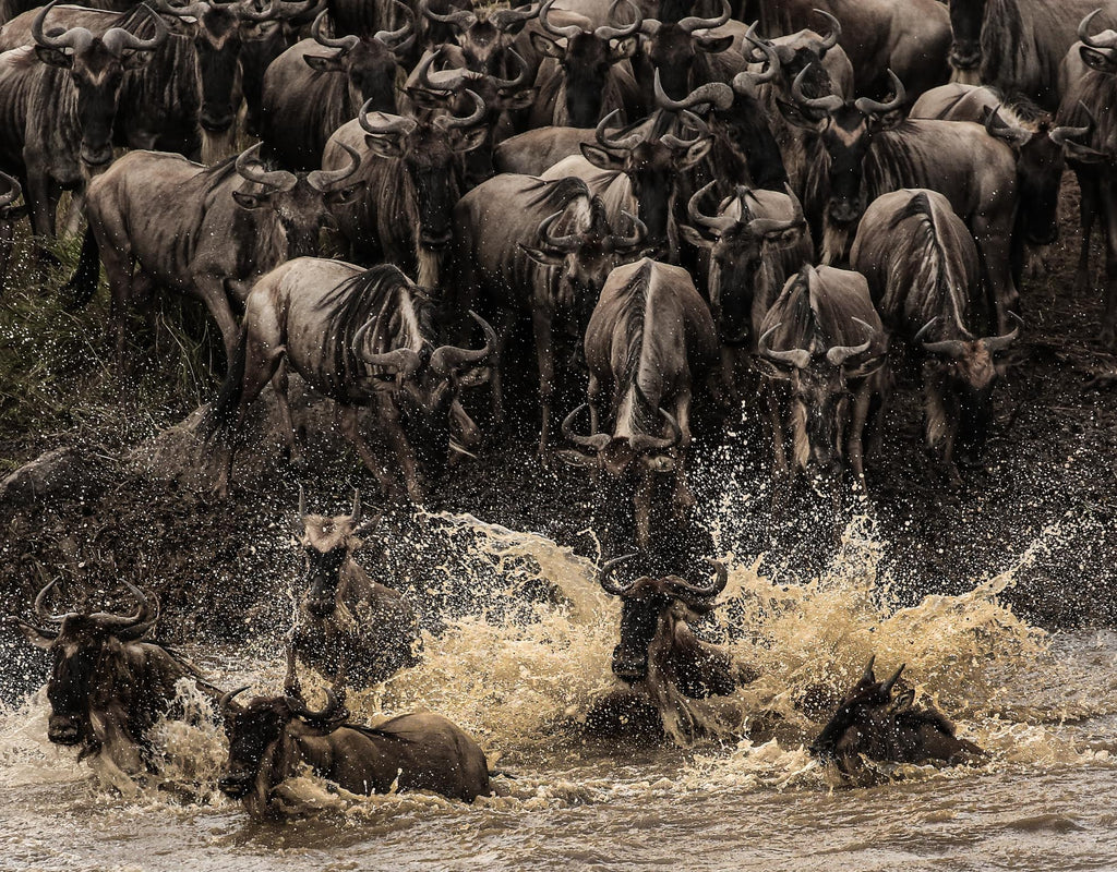 Wildebeest Migration - Esirai Camp (North)