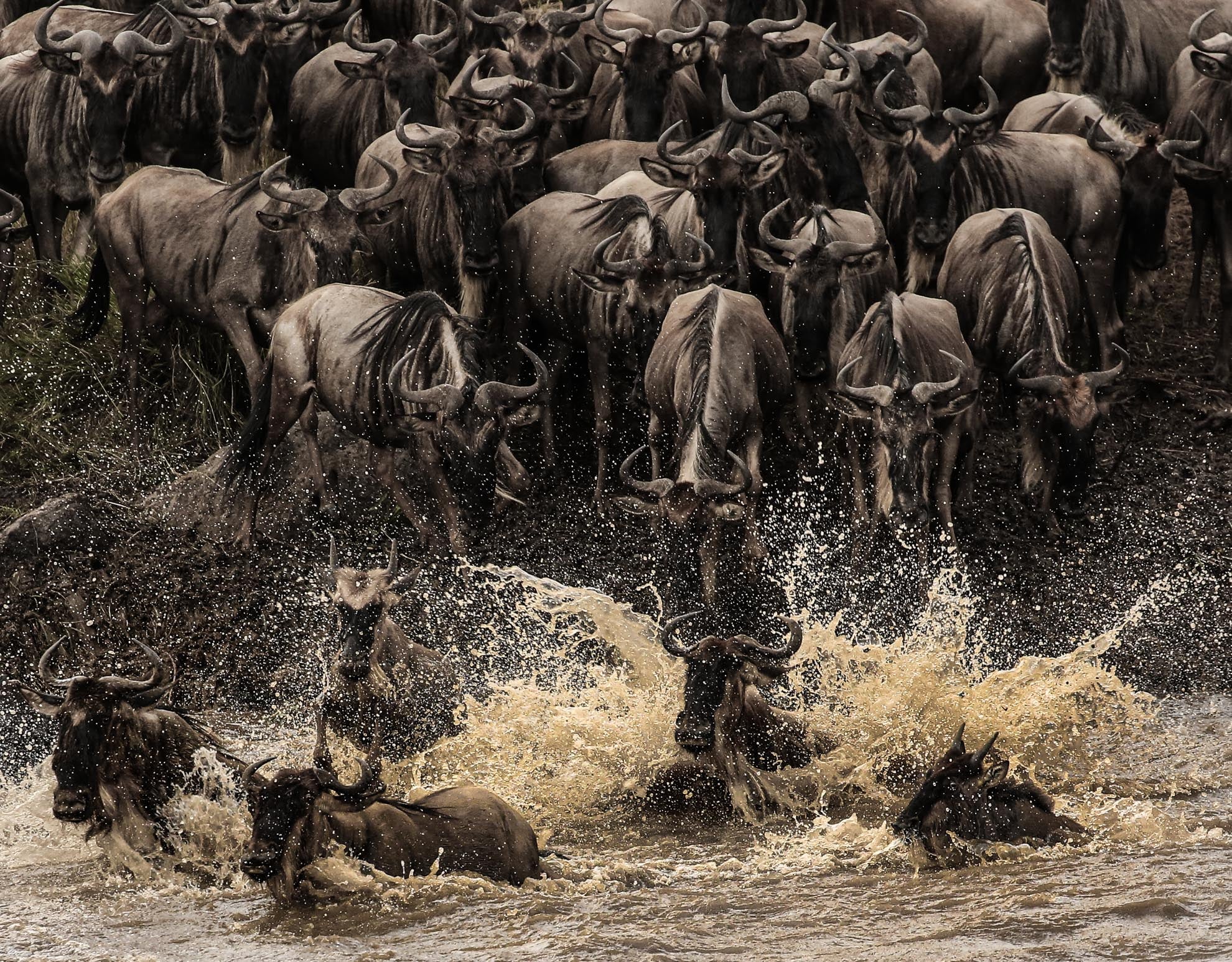 Wildebeest Migration - Esirai Camp (North)