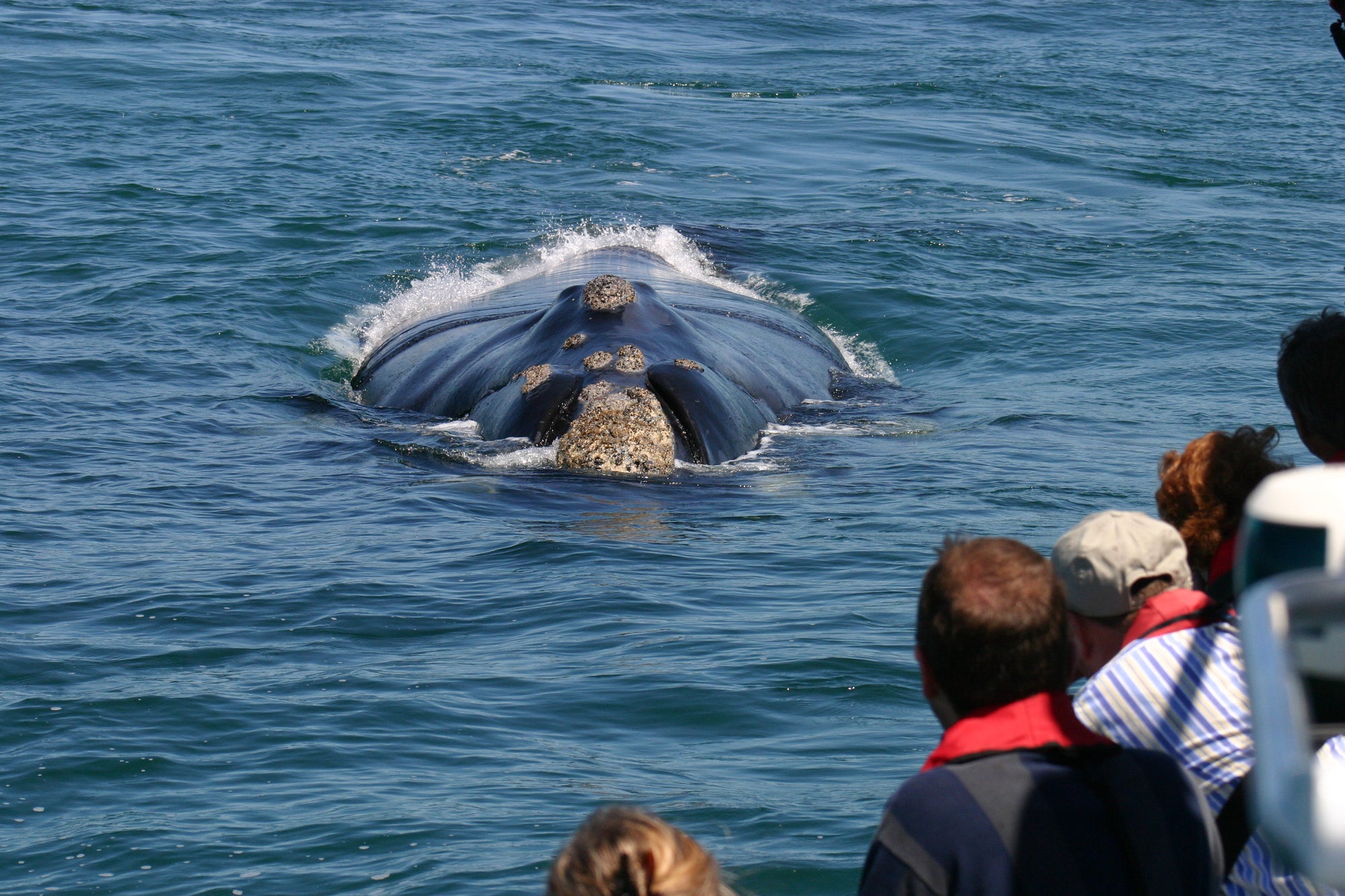 Boat-based Whale Watching (June - December)