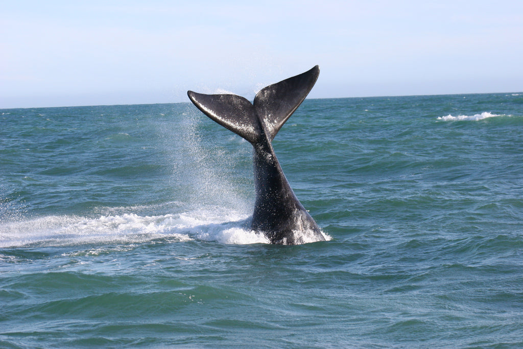 Land-based Whale Watching (June - December)
