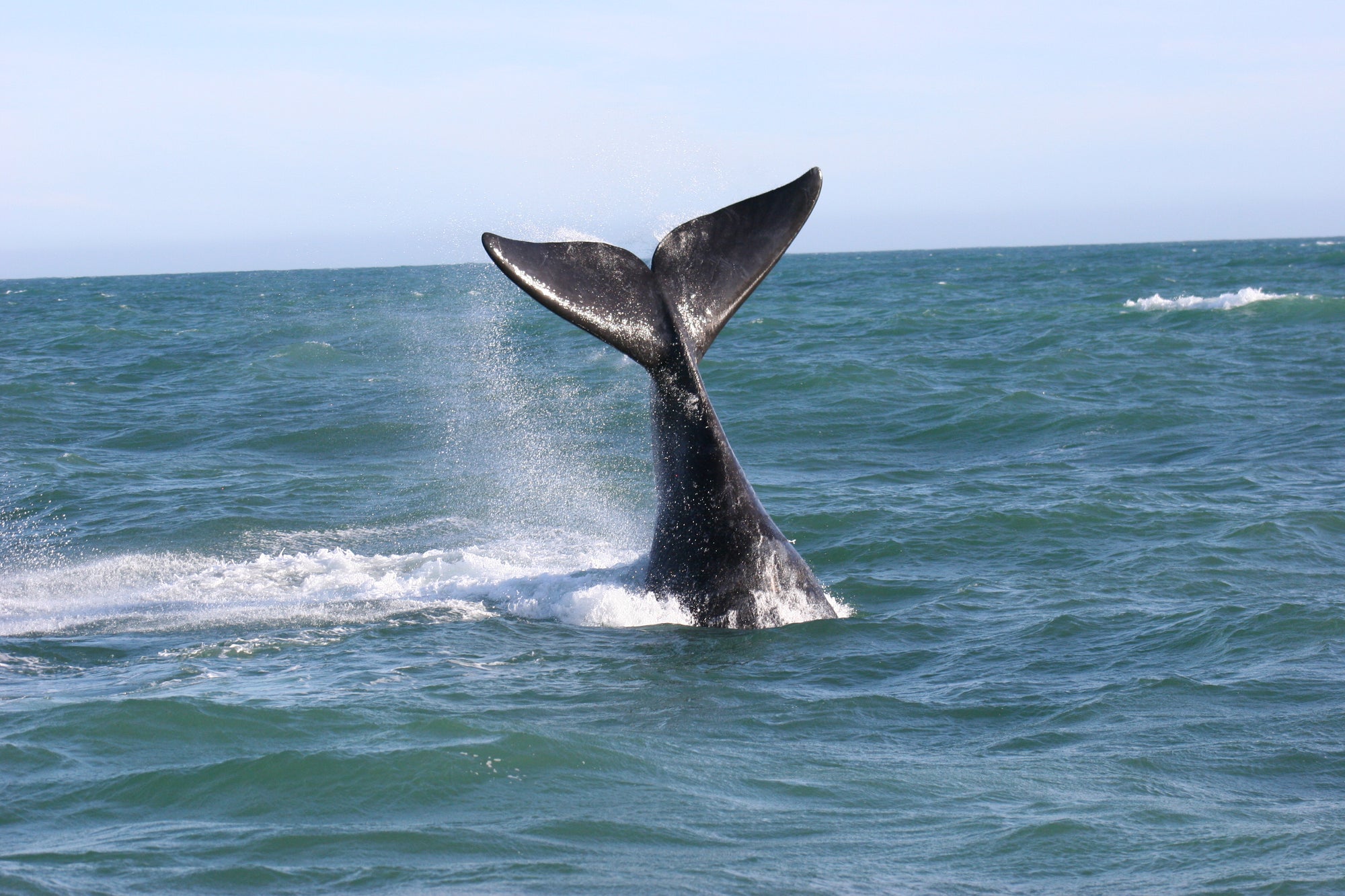 Land-based Whale Watching (June - December)