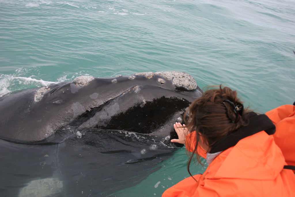 Boat-based Whale Watching (June - December)