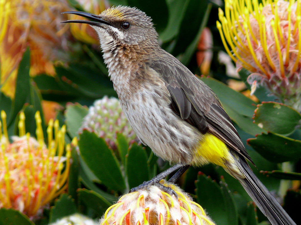 Bird Watching