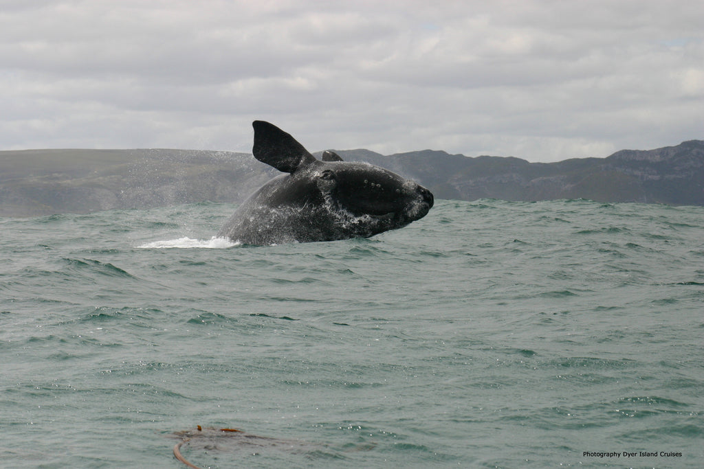 Land-based Whale Watching (June - December)