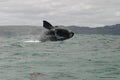Land-based Whale Watching (June - December)