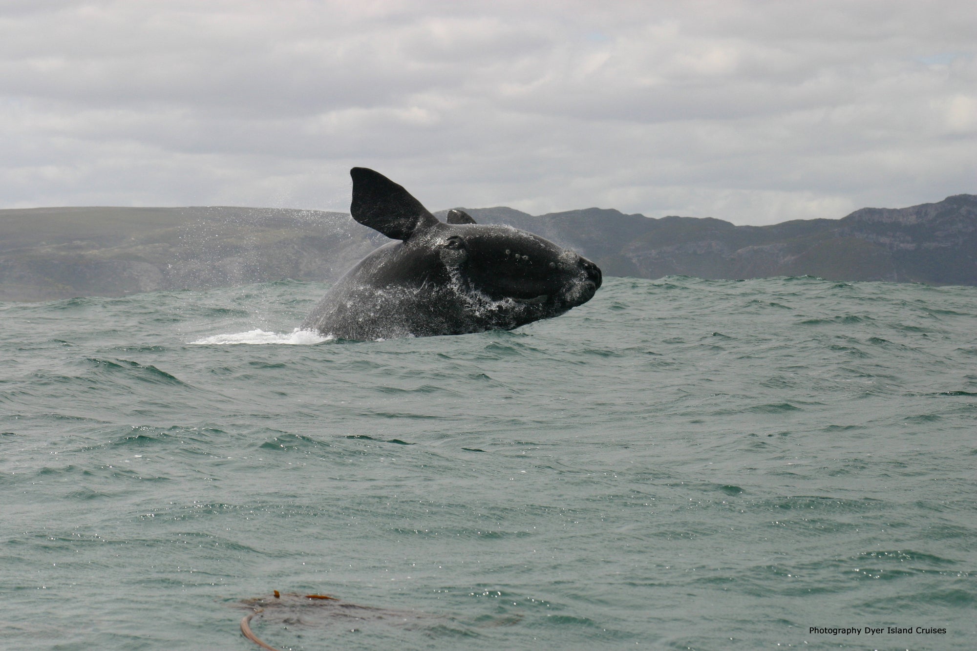 Land-based Whale Watching (June - December)