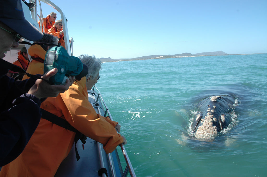 Boat-based Whale Watching (June - December)