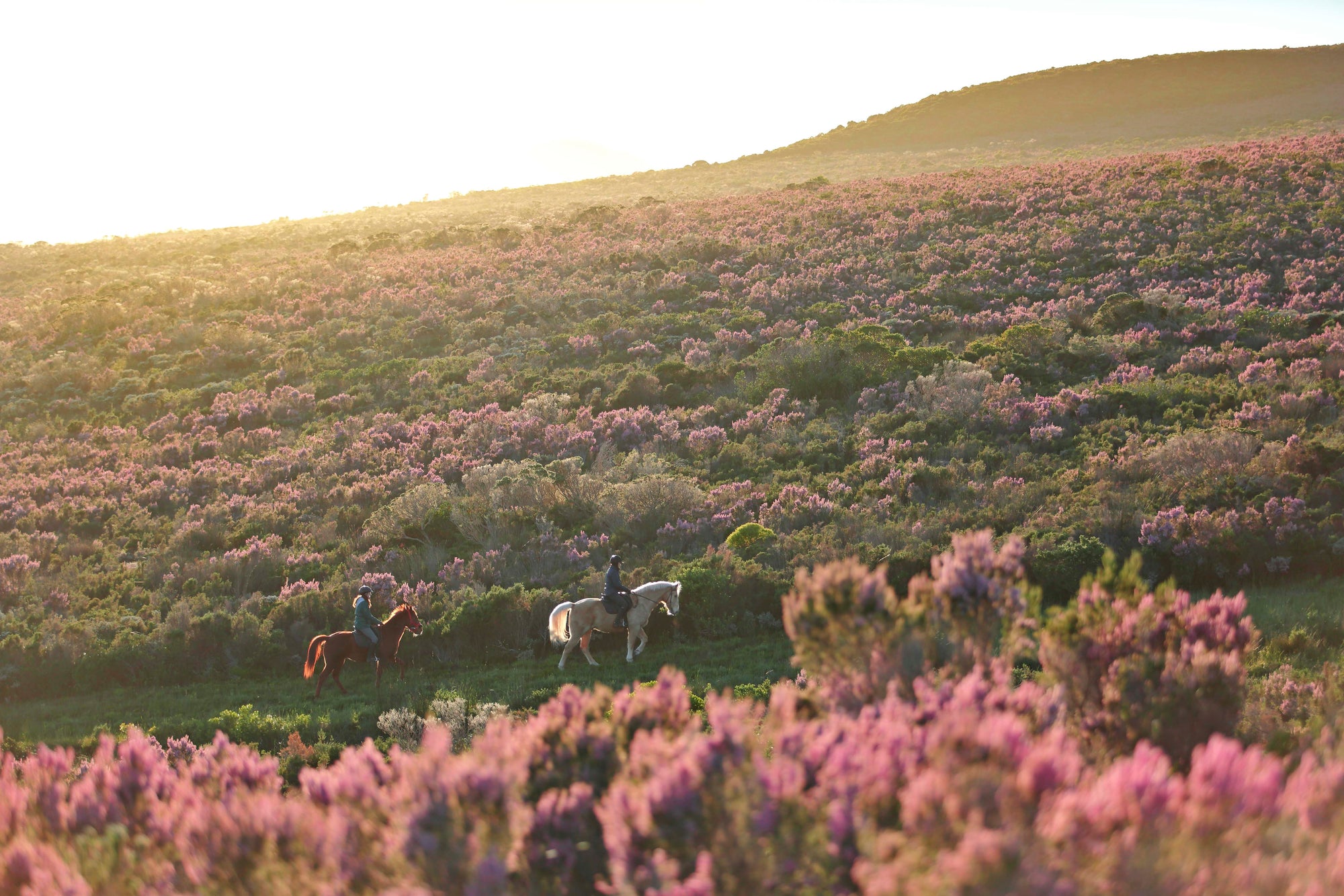 Horse Riding on the Reserve