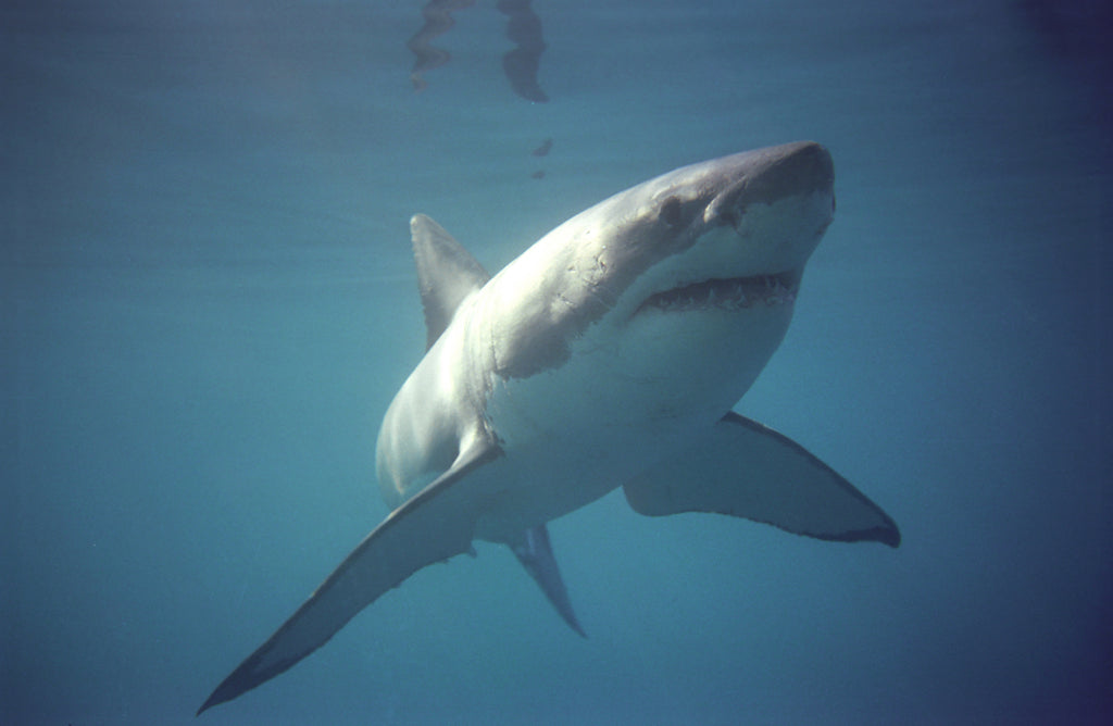 Shark Cage Diving