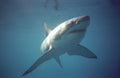 Shark Cage Diving