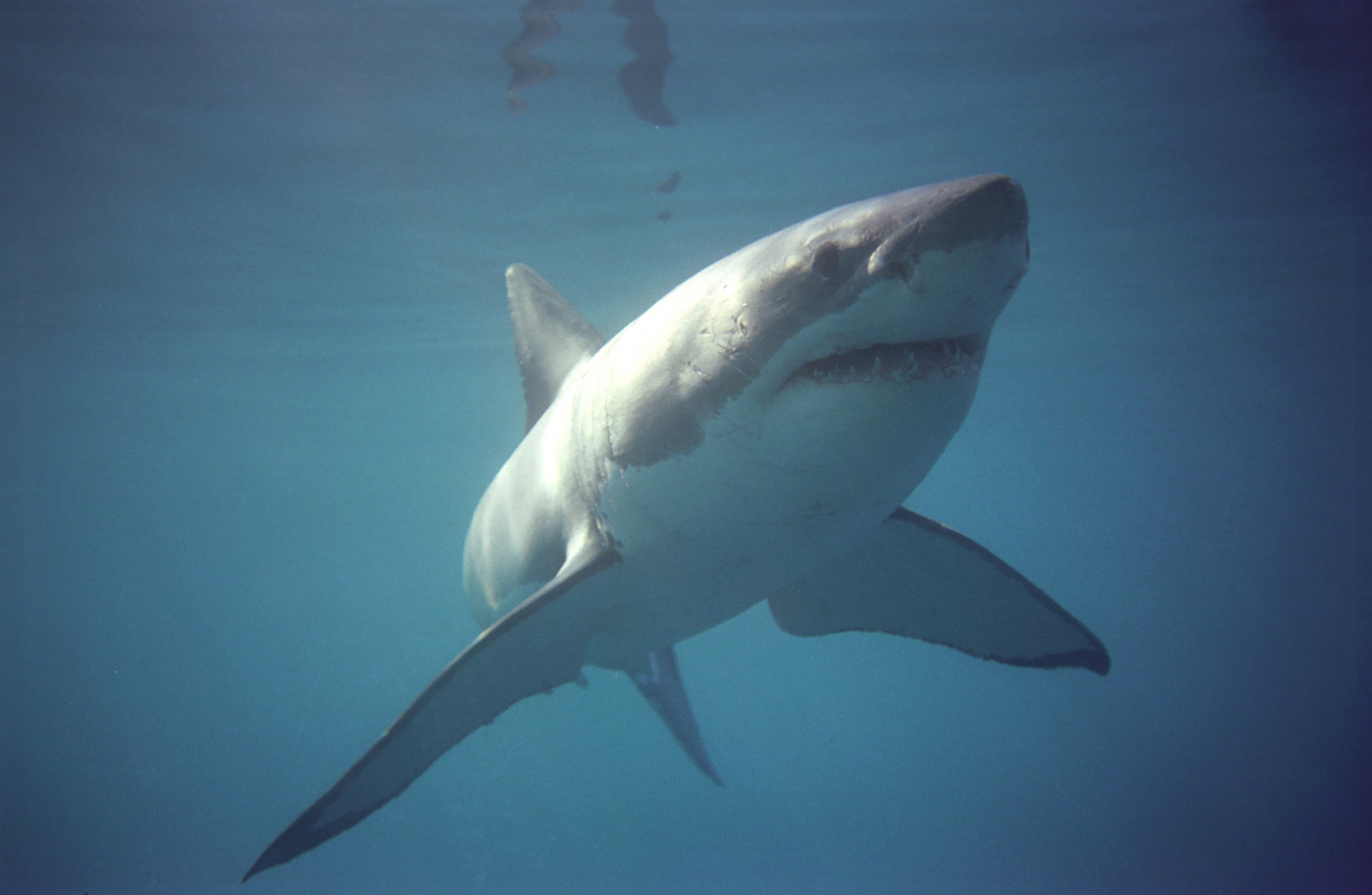 Shark Cage Diving