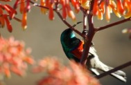 Bird Watching