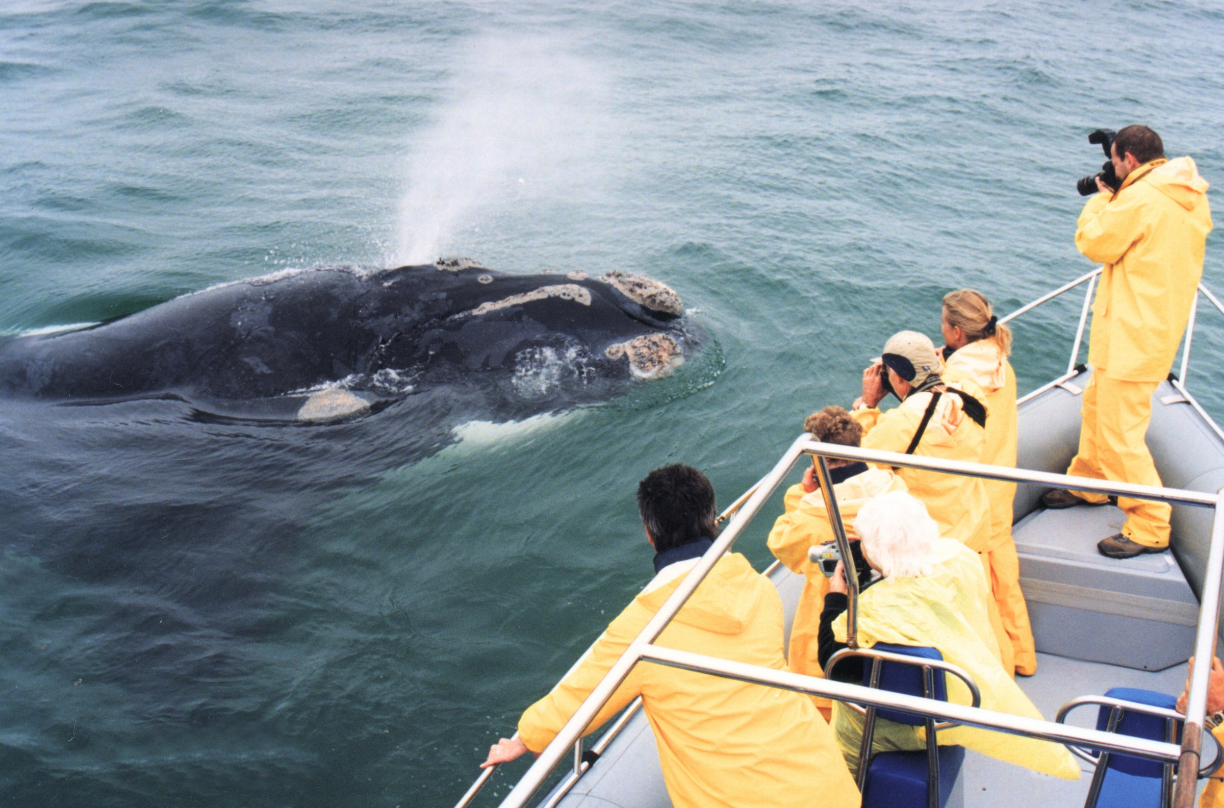 Boat-based Whale Watching (June - December)