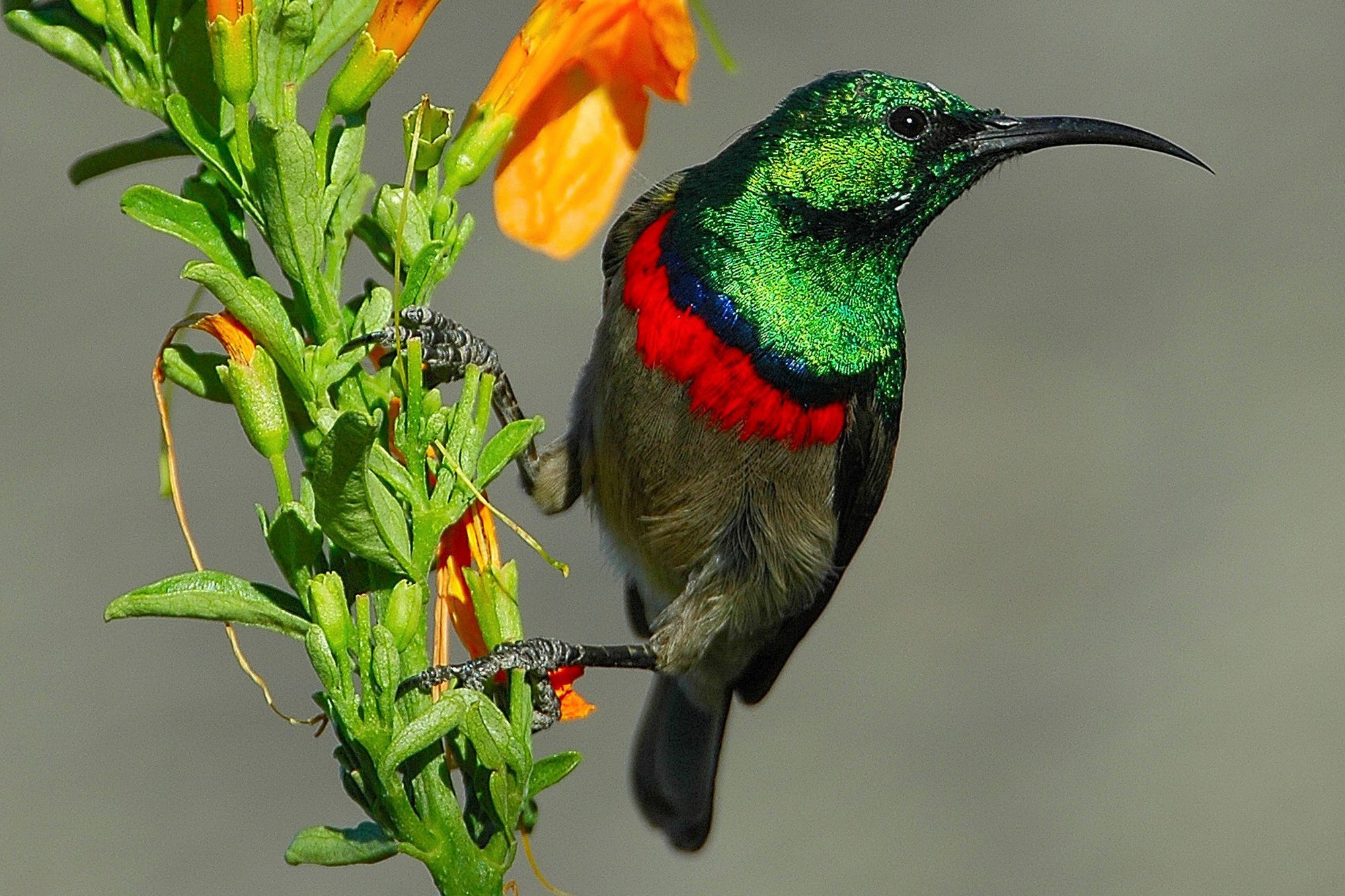 Bird Watching