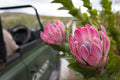 4x4 Flower Safari
