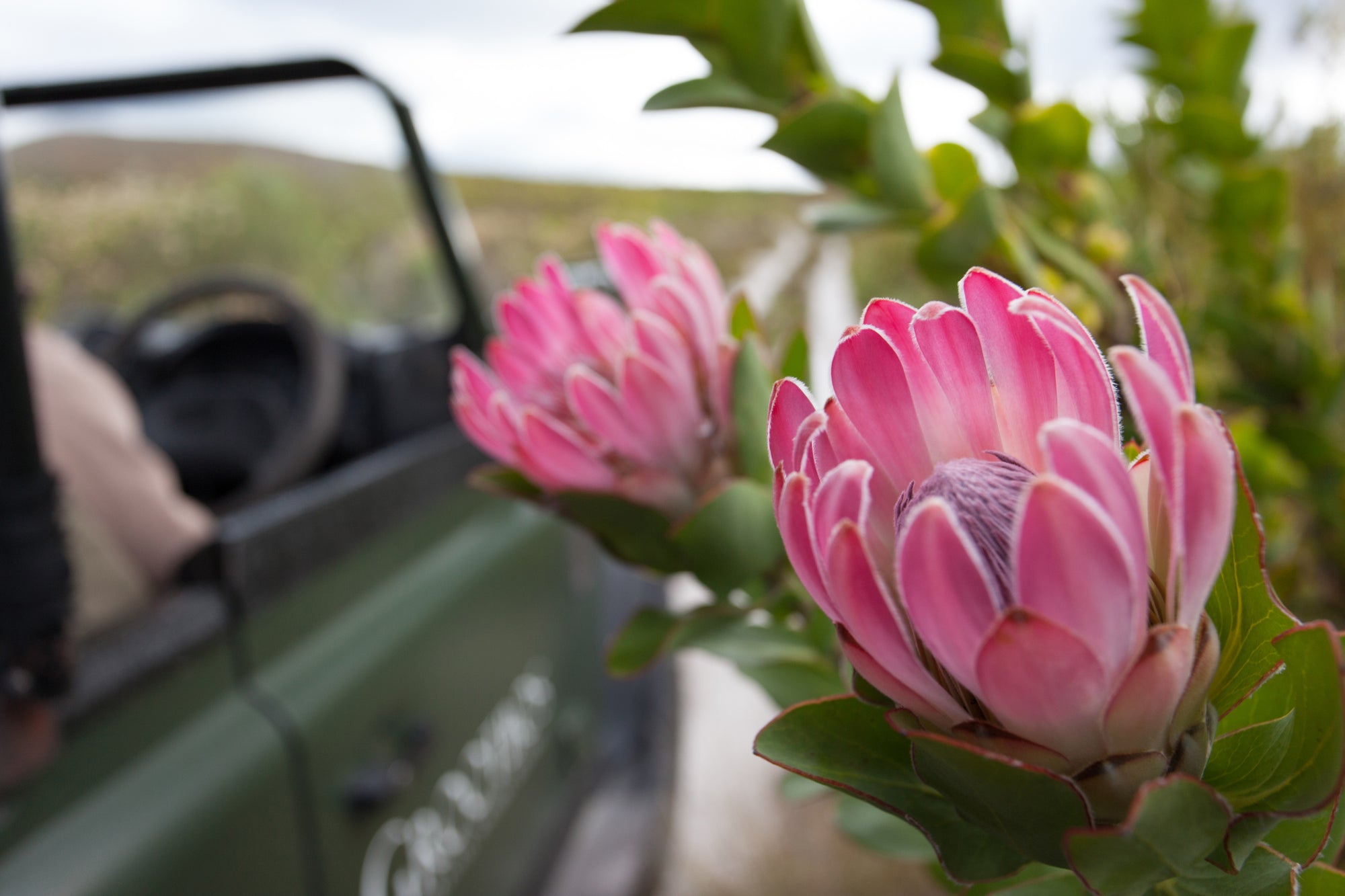 4x4 Flower Safari