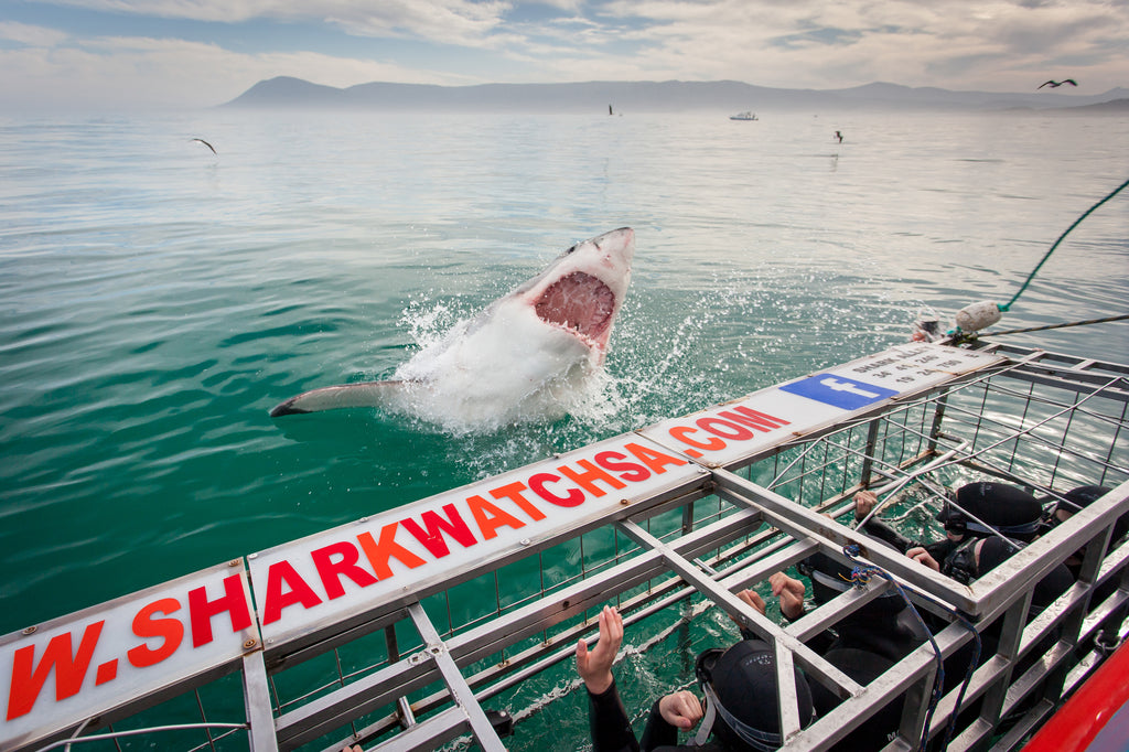 Shark Cage Diving