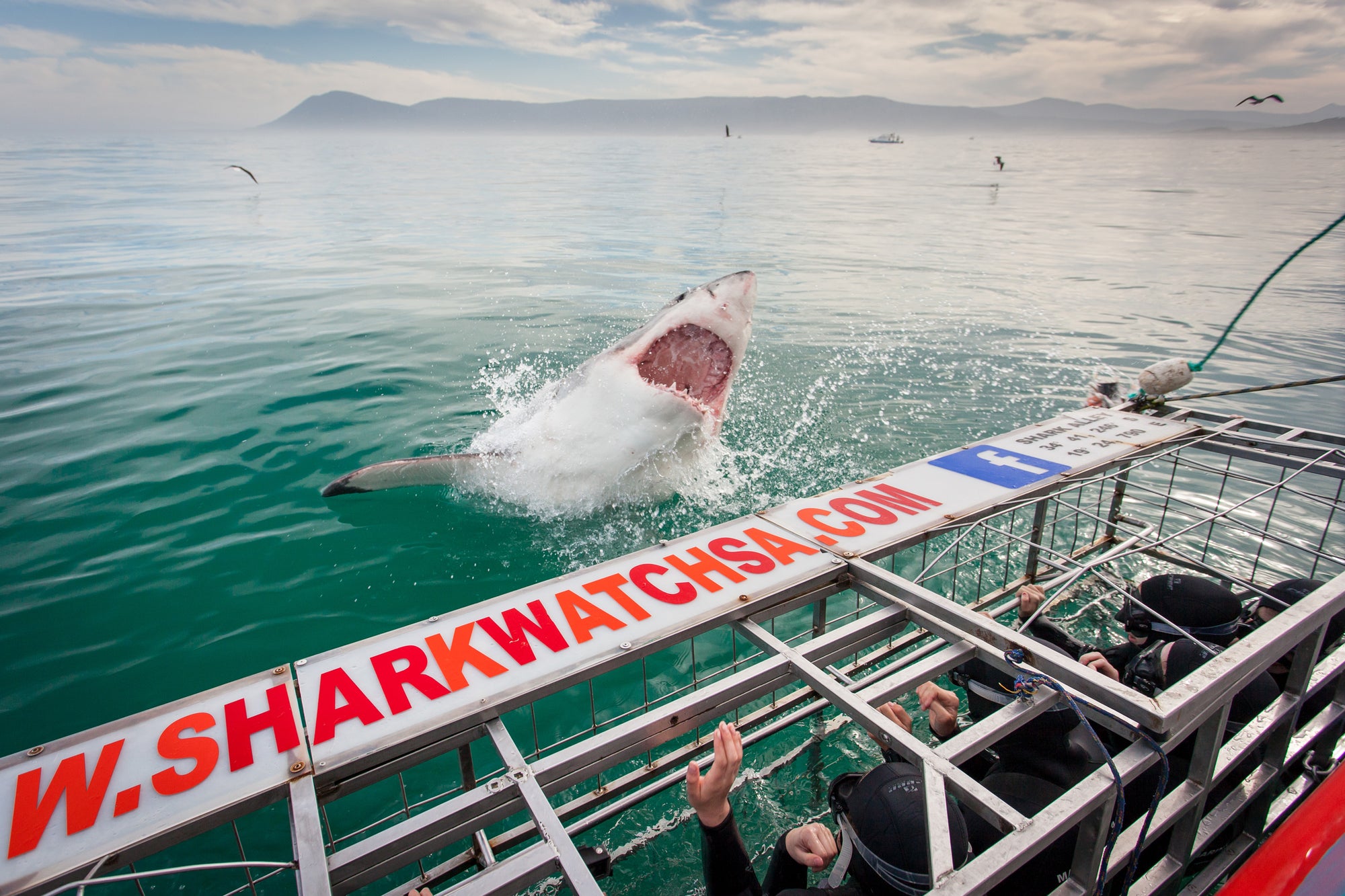 Shark Cage Diving