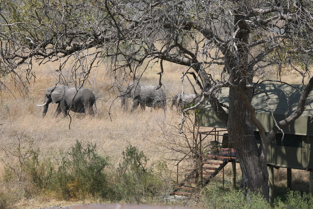 Elephants At The Lodge at Nkasa Lupala Tented Lodge, Nkasa Rupara National Park, Namibia.