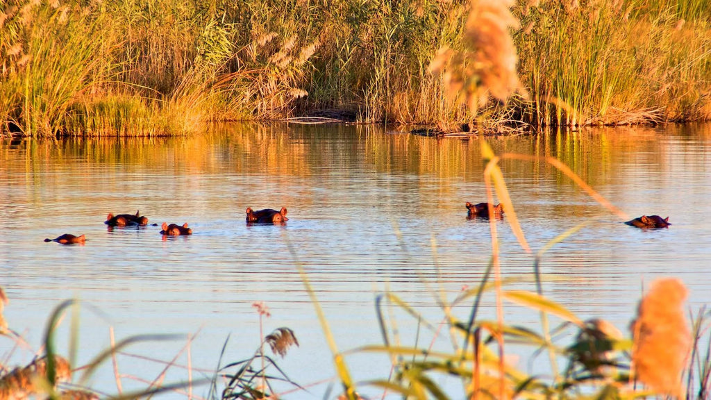 The River Local Residents - Hippos at Nkasa Lupala Tented Lodge, Nkasa Rupara National Park, Namibia.