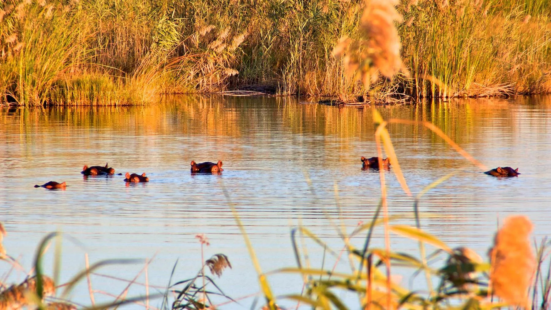 The River Local Residents - Hippos at Nkasa Lupala Tented Lodge, Nkasa Rupara National Park, Namibia.