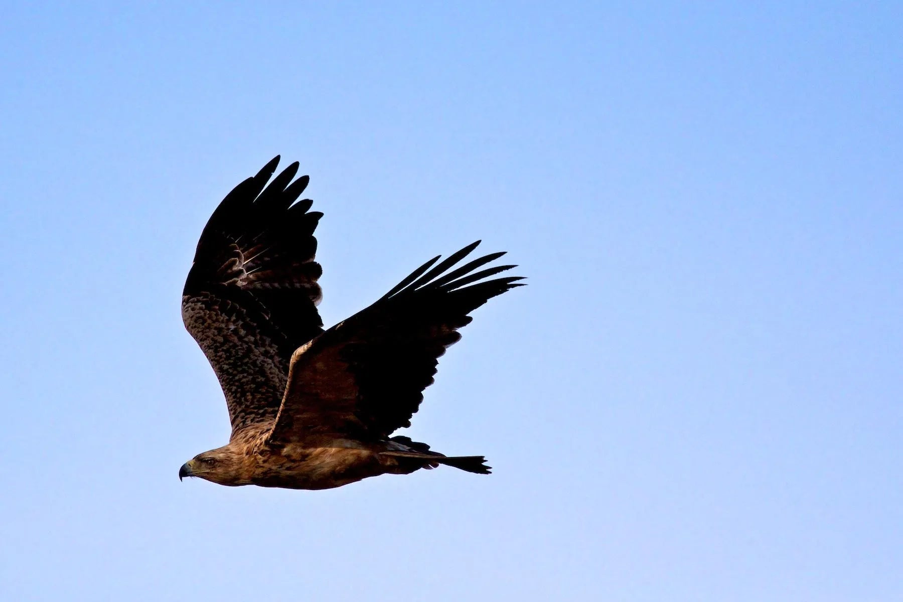Birding at Nkasa Lupala Tented Lodge, Nkasa Rupara National Park, Namibia.