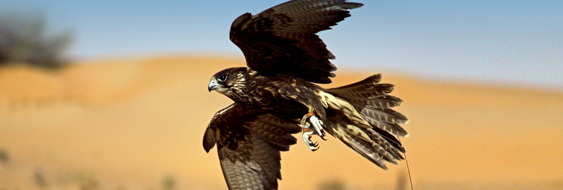 Platinum Heritage Heritage Falconry & Nature Safari