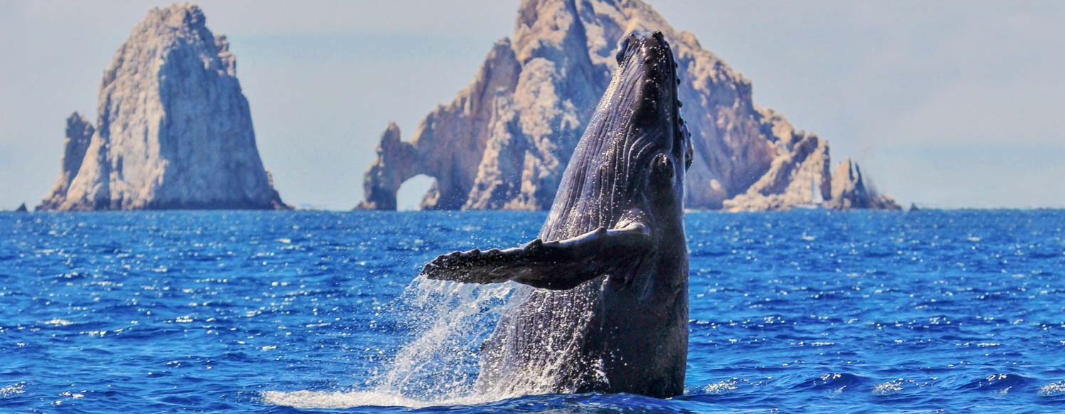 Cabo Adventures Whale Watching Cabo Photo Safari