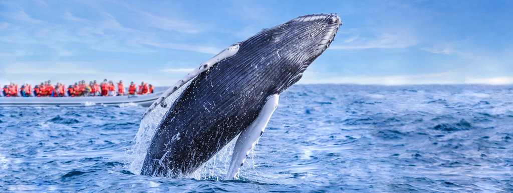 Cabo Adventures Whale Watching Cabo Photo Safari