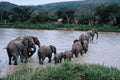 Elephant Crossing in front of Biyela Lodge