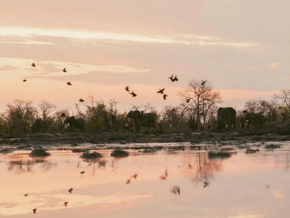 Wildlife at Hideaways Camp Kuzuma, Chobe, Kazuma Forest Reserve, Botswana.