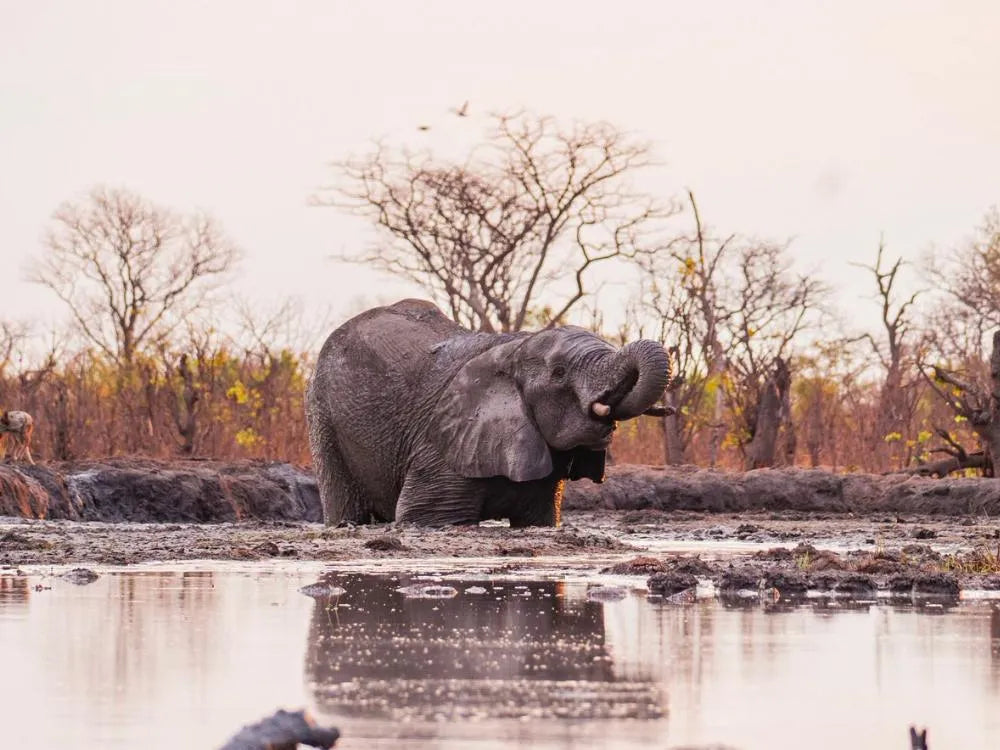 Wildlife at Hideaways Camp Kuzuma, Chobe, Kazuma Forest Reserve, Botswana.