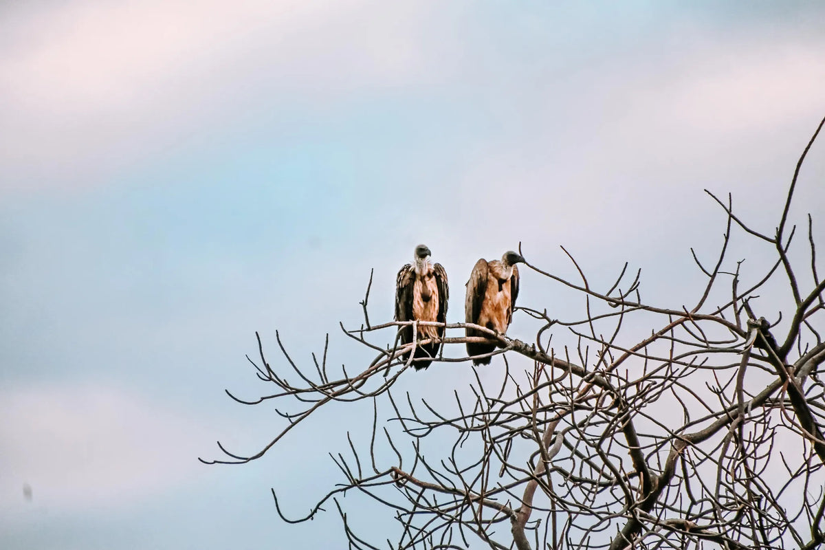 Bird Watching
