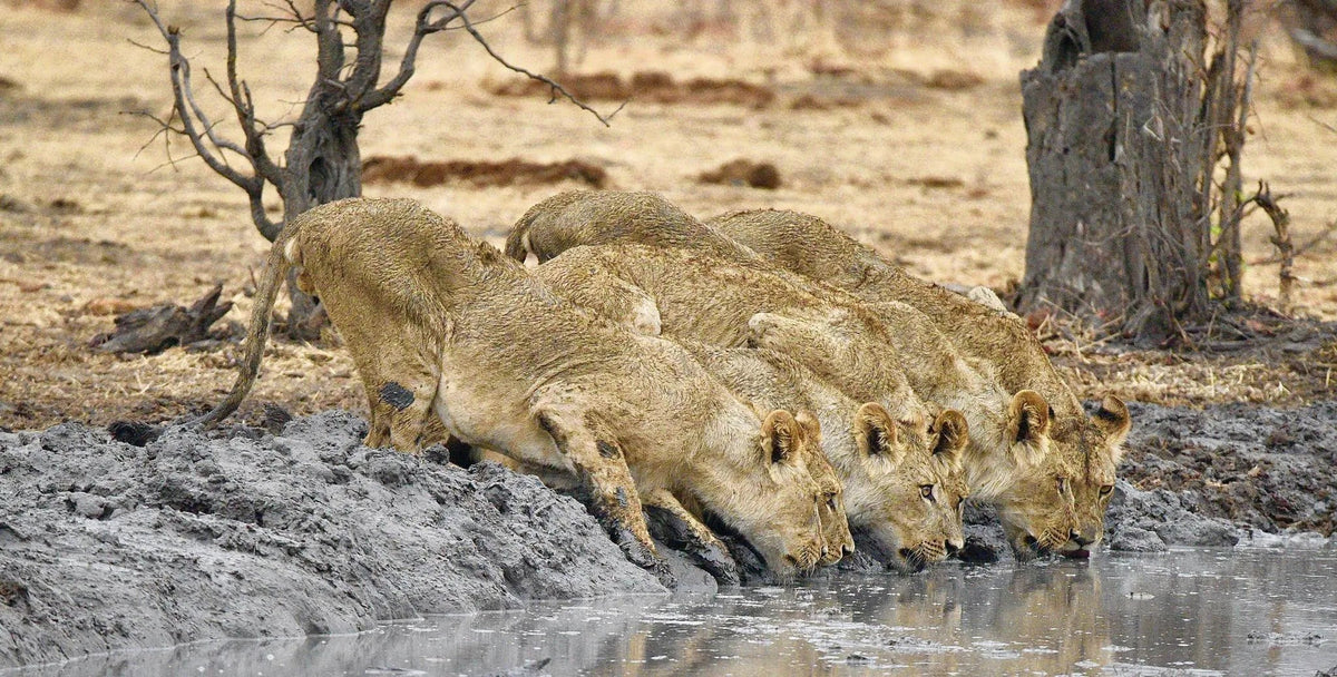 Game Drives