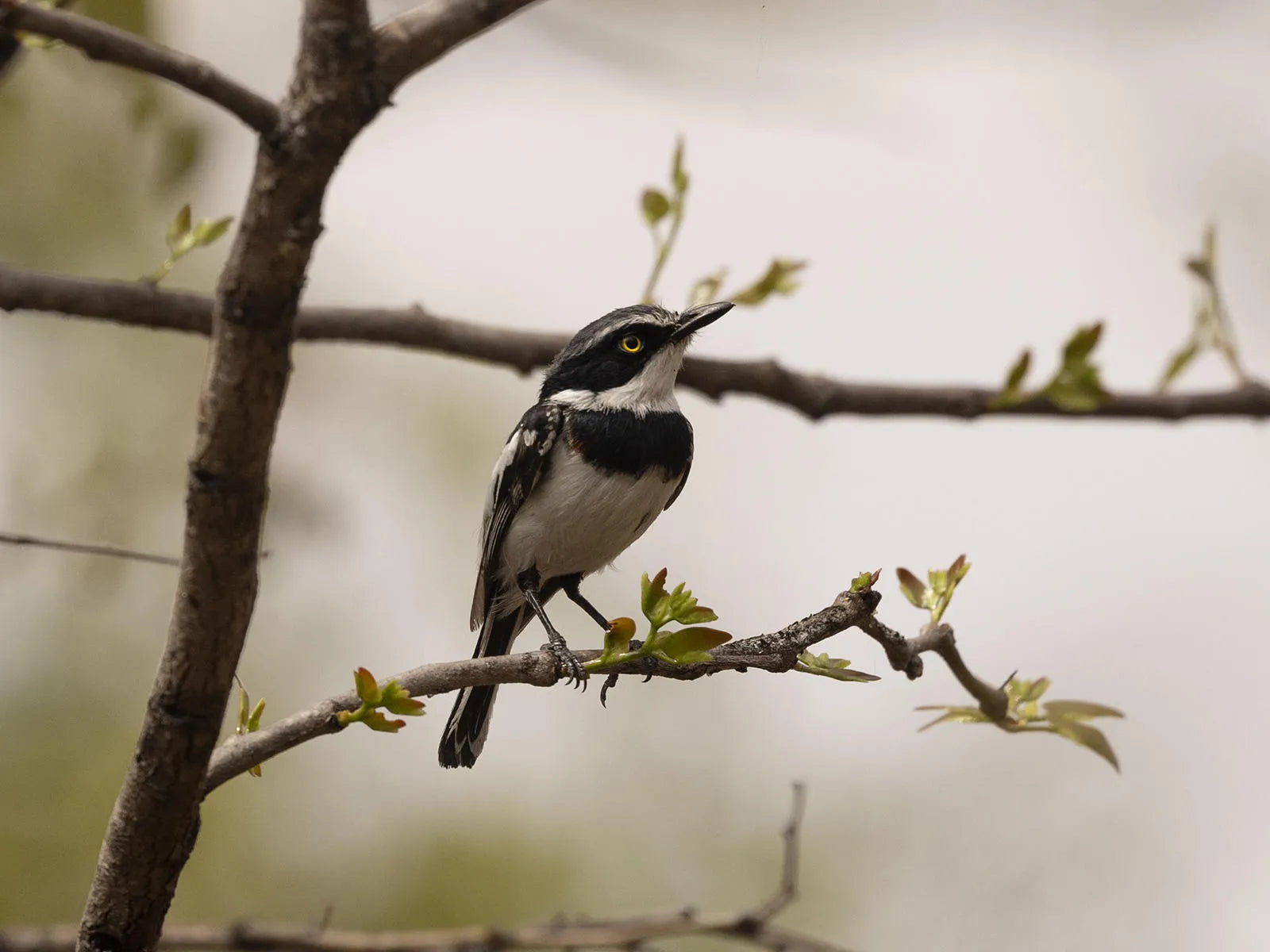 Wildlife at Hideaways Camp Kuzuma, Chobe, Kazuma Forest Reserve, Botswana.