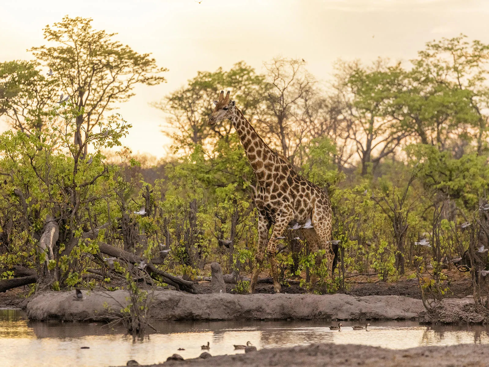 Wildlife at Hideaways Camp Kuzuma, Chobe, Kazuma Forest Reserve, Botswana.