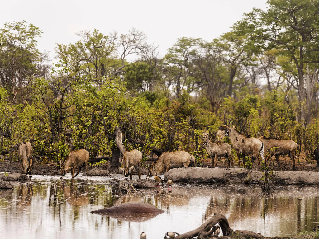 Wildlife at Hideaways Camp Kuzuma, Chobe, Kazuma Forest Reserve, Botswana.