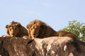 Lounging Lions