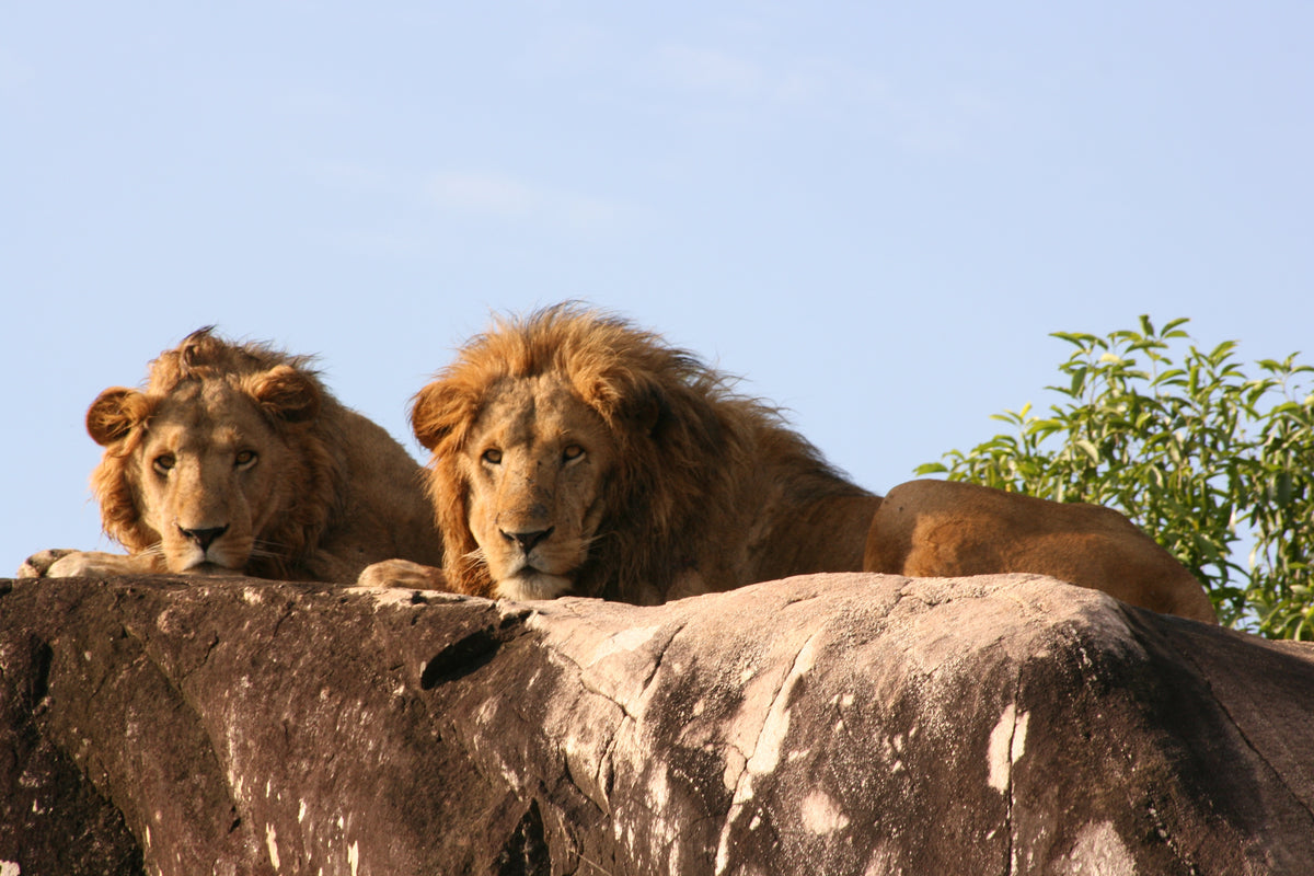 Apoka Safari Lodge