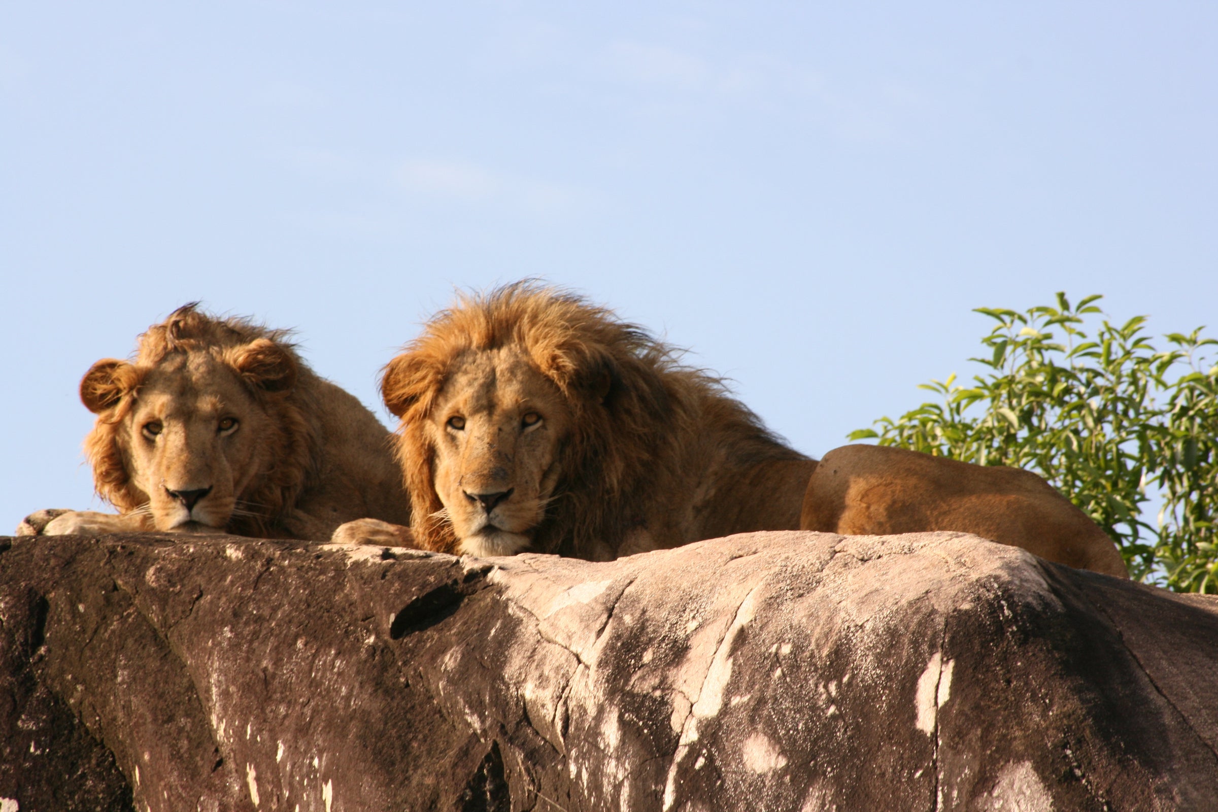 Apoka Safari Lodge