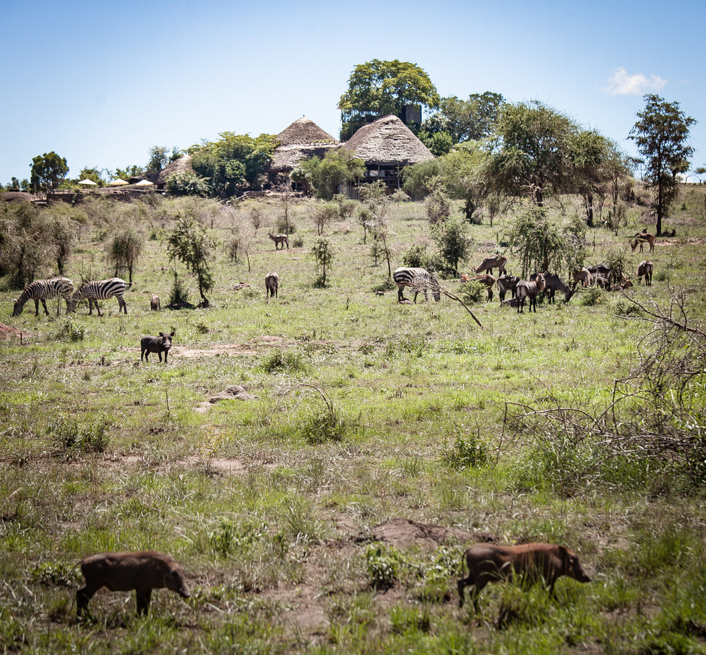 wildlife at the lodge