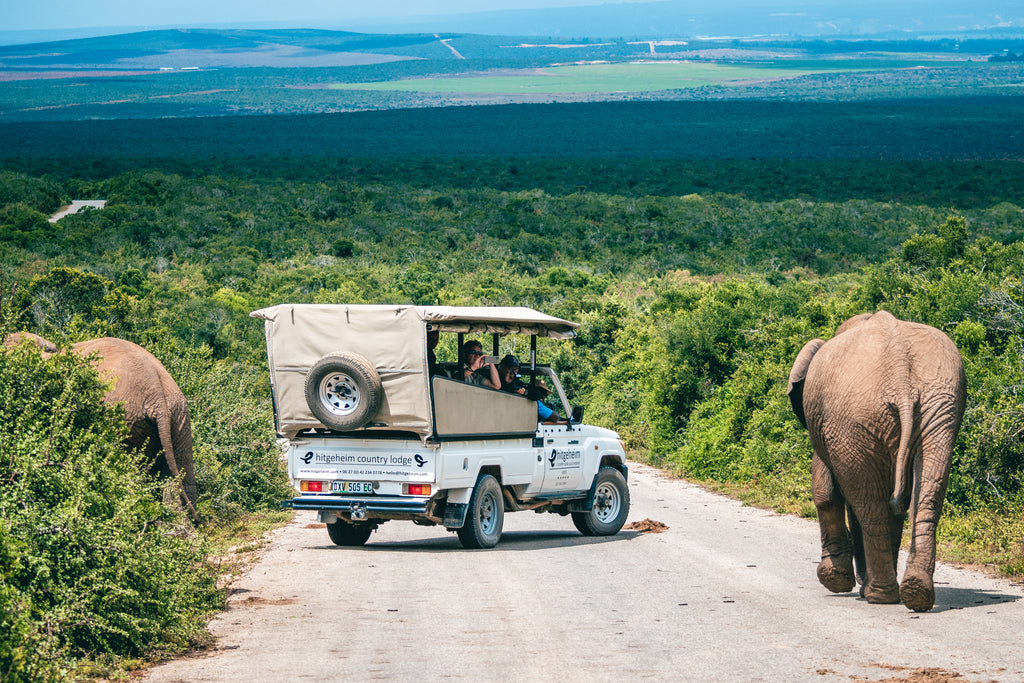 Addo Elephant Park Game Drive