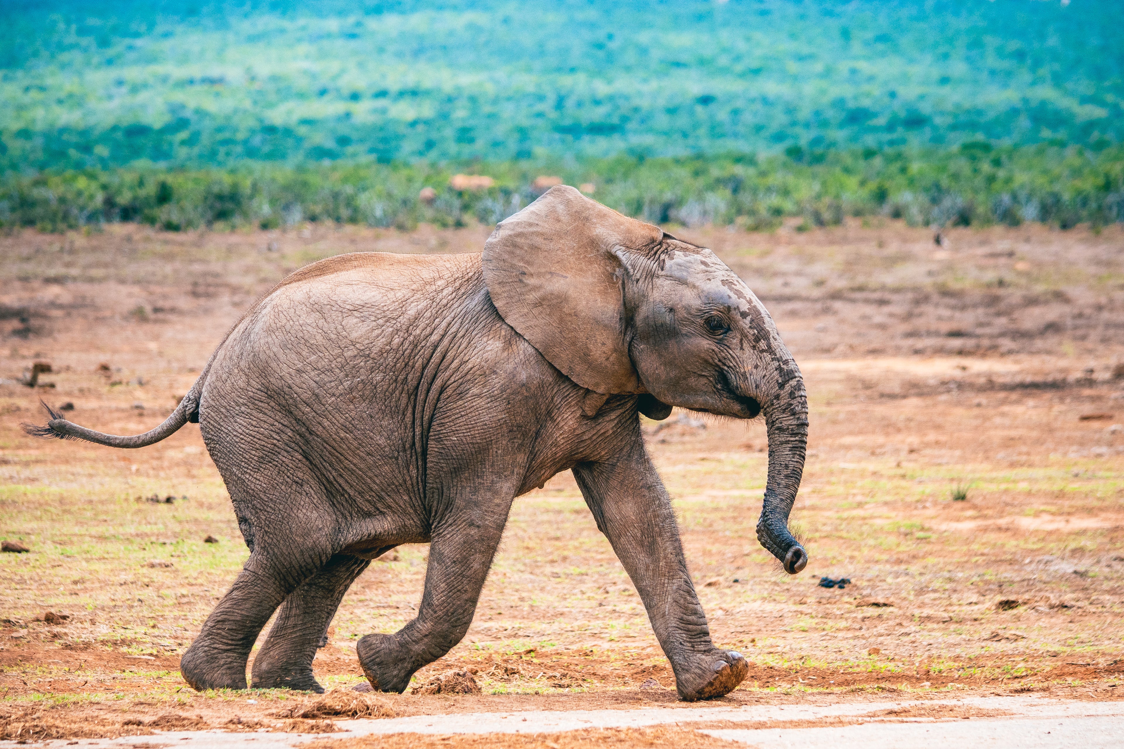 Addo Elephant Park Game Drive