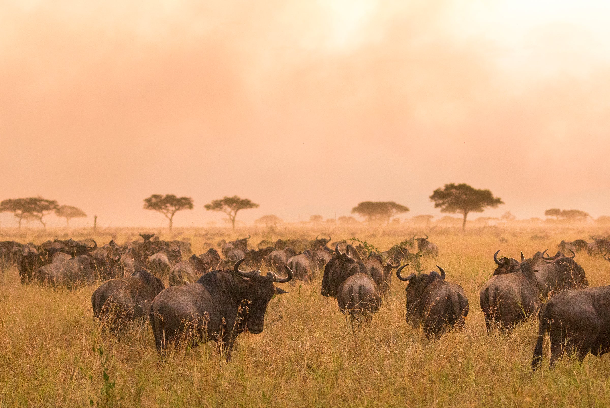 The Great Migration