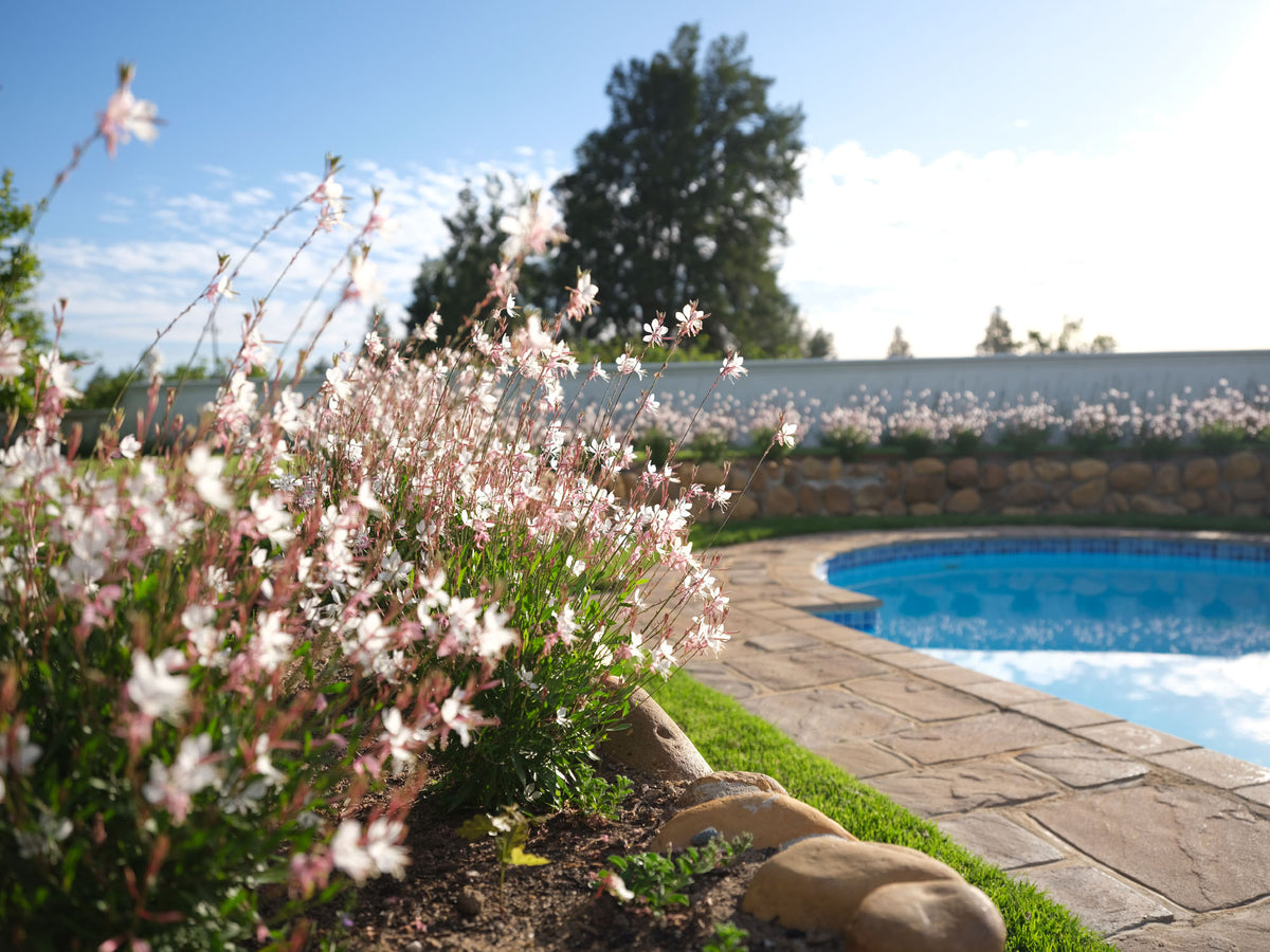 Adara Palmiet Valley Estate