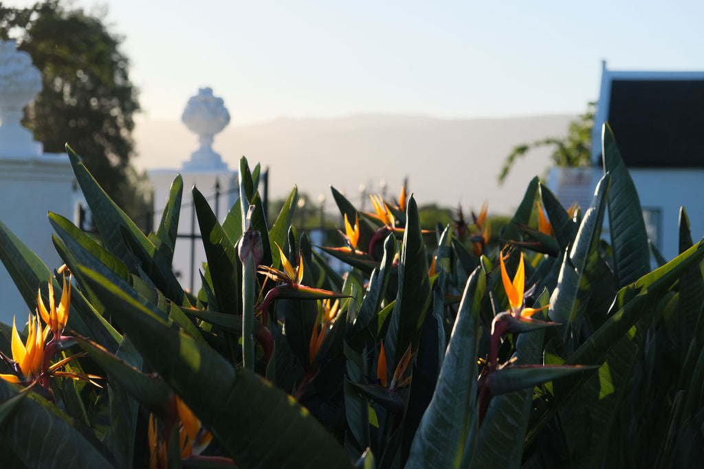 Adara Palmiet Valley Estate