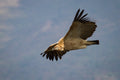 Vulture Viewing