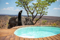 Elephant drinking from splash pool